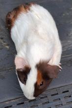 Ridgeback beertje van maart 2025, Maart, Mannelijk, Cavia