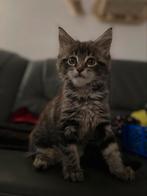 Maine coon kitten Katertje!, Dieren en Toebehoren, Katten en Kittens | Raskatten | Langhaar, Kater, Gechipt, 0 tot 2 jaar