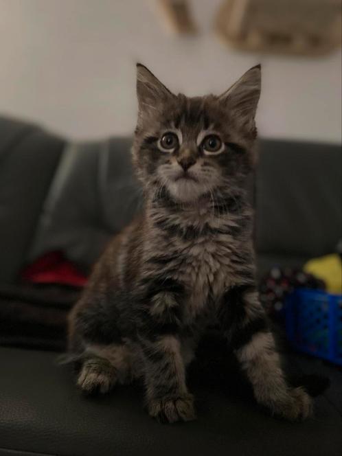Maine coon kitten Katertje!, Dieren en Toebehoren, Katten en Kittens | Raskatten | Langhaar, Kater, 0 tot 2 jaar, Gechipt, Ontwormd