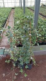 Hedera helix glacier plus stok  goedkoopste van marktplaats, Tuin en Terras, Ophalen, Vaste plant, Bloeit niet, Halfschaduw