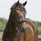 QHP hoofdstel Full, Dieren en Toebehoren, Ophalen of Verzenden, Zo goed als nieuw