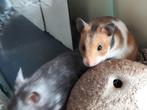 Goudhamsters en dwerghamsters, leuke kooien en meer., Dieren en Toebehoren, Hamster, Meerdere dieren, Tam, September