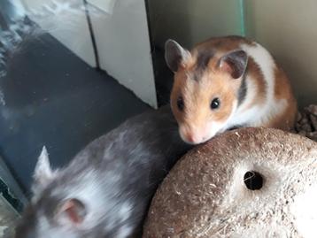 Goudhamsters en dwerghamsters, leuke kooien en meer. beschikbaar voor biedingen