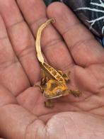 Crested Gecko (Wimpergekko), harlequin, partial pinstripe., Hagedis, 0 tot 2 jaar