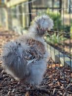 Prachtige jonge USA zijdehoender haan, Dieren en Toebehoren, Mannelijk, Kip