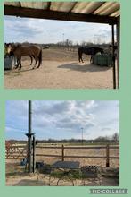 24/7 buitenstalling, Dieren en Toebehoren, Stalling en Weidegang, Stalling