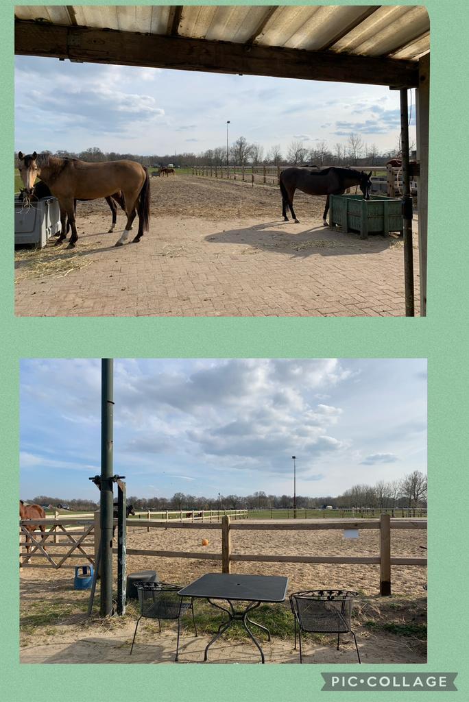 24/7 buitenstalling( oss), Dieren en Toebehoren, Stalling en Weidegang, Stalling