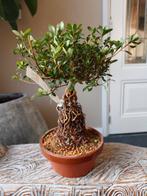 Satsuki Azalea Kokuko-No-Tsuki Indicium Bonsai, Bloeit niet, Halfschaduw, Minder dan 100 cm, Overige soorten