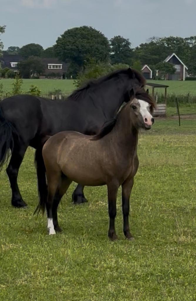 Gezocht: verzorgster voor 2 jarig welsh a hengstje, Dieren en Toebehoren, Paarden en Pony's | Overige Paardenspullen, Overige soorten