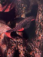 L-Nummers: L114 - L204 - L128 - LDA31 - L024 - L091, Dieren en Toebehoren, Vissen | Aquariumvissen, Vis, Zoetwatervis