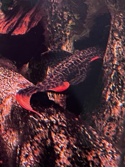 L-Nummers: L114 - L204 - L128 - LDA31 - L024 - L091, Dieren en Toebehoren, Vissen | Aquariumvissen, Zoetwatervis, Vis