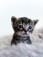 Super mooie kruising Bengaal Kittens, Dieren en Toebehoren, Katten en Kittens | Overige Katten, Kater, Kortharig, 0 tot 2 jaar
