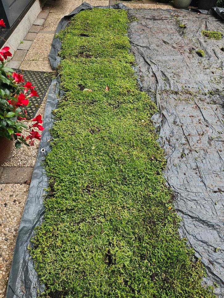 Sedummatten & substraatmat en Grind  we hebben twee m2 over, Tuin en Terras, Gras en Kunstgras, Zo goed als nieuw, Gras, Minder dan 10 m²