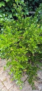 Amerikaanse sering struik (geeft blauw/paarse bloemen), Tuin en Terras, Ophalen, Overige soorten, Struik, Minder dan 100 cm