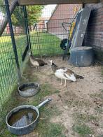 Pauwen jongen, Dieren en Toebehoren, Pluimvee, Geslacht onbekend, Overige soorten