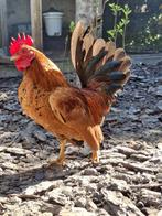 Broedeieren Chabo/ Serama, Dieren en Toebehoren, Pluimvee, Geslacht onbekend, Kip