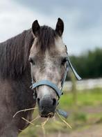 Brave, jonge pony te koop, Gechipt, Ruin, Zadelmak, 3 tot 6 jaar