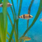 vissen, Dieren en Toebehoren, Vissen | Aquariumvissen, Vis, Zoetwatervis, Schoolvis