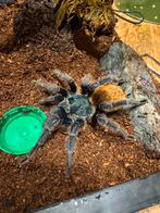 Tarantula, Bijen