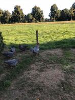 Prachtige jonge Amrock haan, Dieren en Toebehoren, Mannelijk, Kip