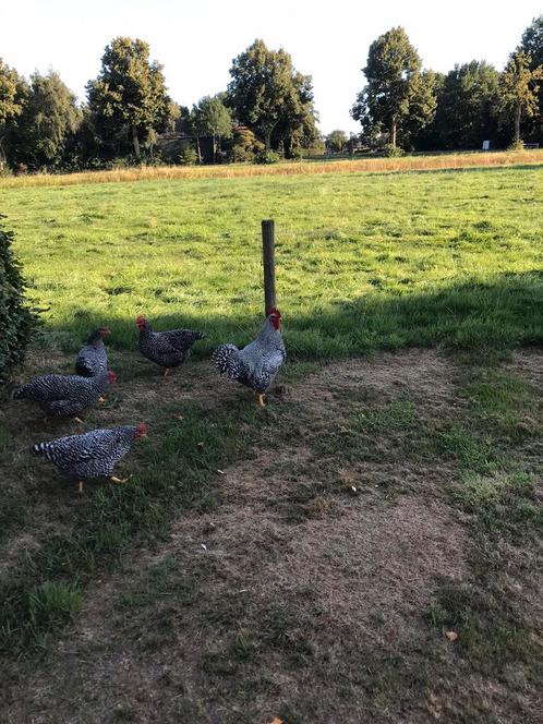Prachtige jonge Amrock haan, Dieren en Toebehoren, Pluimvee, Kip, Mannelijk