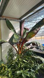 Ensete ventricosum maurelii. UNIEKE PLANT. Roze variegated, Ophalen, 200 cm of meer