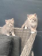 Kruising britse korthaar /noorse boskat kittens, Poes