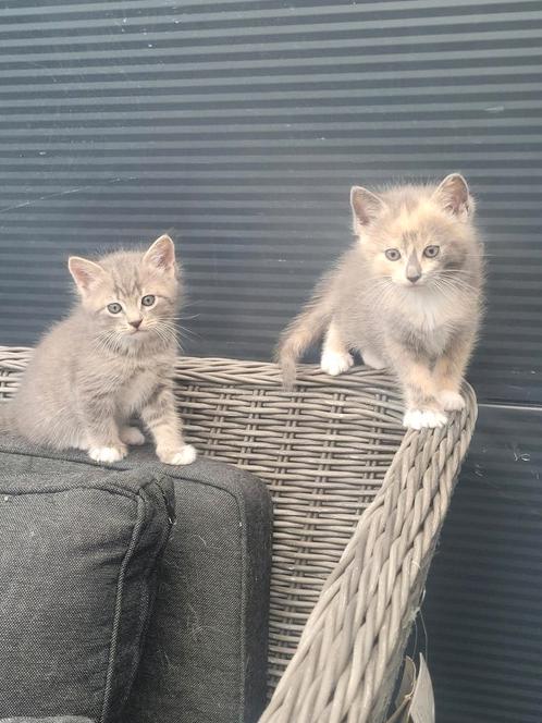Kruising britse korthaar /noorse boskat kittens, Dieren en Toebehoren, Katten en Kittens | Raskatten | Langhaar, Poes