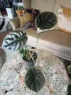Alocasia Red Secret (cuprea) en Zebrina, Ophalen, Overige soorten, Minder dan 100 cm