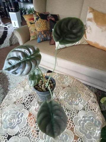 Alocasia Red Secret (cuprea) en Zebrina beschikbaar voor biedingen