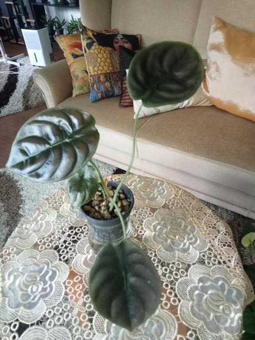 Alocasia Red Secret (cuprea) en Zebrina, Huis en Inrichting, Kamerplanten, Overige soorten, Minder dan 100 cm, Ophalen