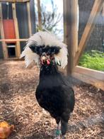 Hollandse kuifhoen haan, Dieren en Toebehoren, Pluimvee, Mannelijk, Kip