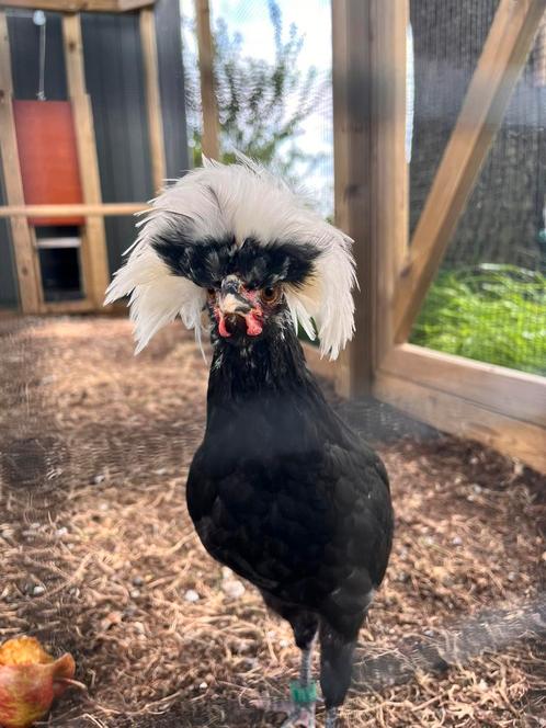 Hollandse kuifhoen haan, Dieren en Toebehoren, Pluimvee, Kip, Mannelijk