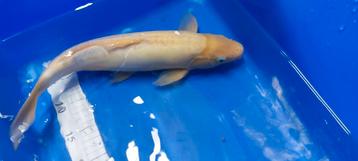 Witte koi beschikbaar voor biedingen