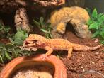 4 luipaardgekko’s met terrarium, Dieren en Toebehoren, Reptielen en Amfibieën, Hagedis, Met terrarium
