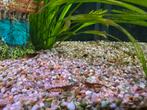 Jonge dwerg Japonica garnalen voor tropisch aquarium, Dieren en Toebehoren, Vissen | Aquariumvissen, Kreeft, Krab of Garnaal