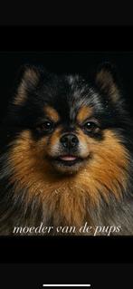 Pomeriaan pups te koop, Keeshond, 8 tot 15 weken, Rabiës (hondsdolheid), Meerdere