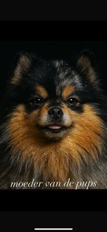 Pomeriaan pups te koop beschikbaar voor biedingen