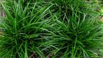 Carex irish green -  Japanse zegge, Tuin en Terras, Vaste plant, Siergrassen, Ophalen