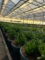 Crassula Vetplanten - Jade Plant, Geldboom & Meer!, Ophalen, Vetplant, In pot, 150 tot 200 cm