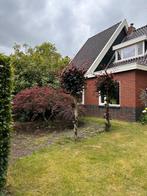 Japanse esdoorn, Ophalen, Esdoorn