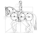 Dressuurles B - Z, gediplomeerd