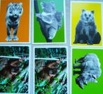 koala beer tijger aap neushoorn kaarten greenpeace 1 kaart, Ophalen of Verzenden, 1980 tot heden, Ongelopen, Natuur