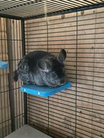 Chinchilla zeugje, Vrouwelijk, Chinchilla, Voor 1 juli 2024