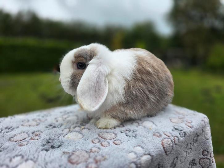 Prachtige minilop Ram, Dieren en Toebehoren, Konijnen, Dwerg, Mannelijk, 0 tot 2 jaar, Hangoor
