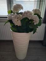 Nepplant in hoge pot, Tuin en Terras, Bloempotten, Ophalen, Kunststof, Gebruikt, Rond