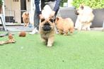 Laatste pup eurasier chow mix, Overige rassen, CDV (hondenziekte), 8 tot 15 weken, Teef