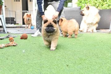 Laatste pup eurasier chow mix beschikbaar voor biedingen