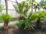 Cyca Revoluta, Ophalen, Nieuw