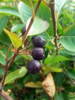 Aronia melanocarpa, Zwarte appelbes, GOEDKOOP!!, Ophalen of Verzenden, Overige soorten, Struik, Minder dan 100 cm